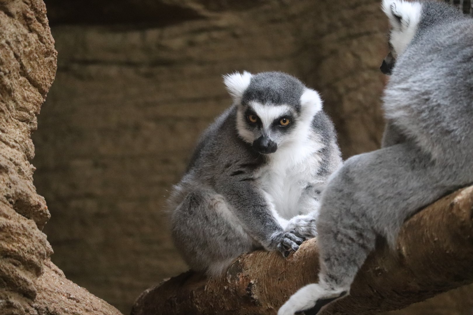 Conservation Outpost - Ring-Tailed Lemur