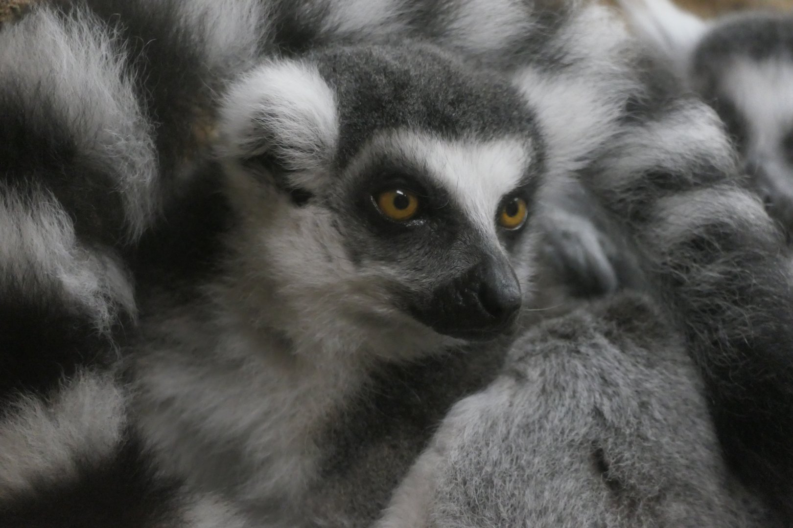 Conservation Outpost - Ring-tailed Lemur