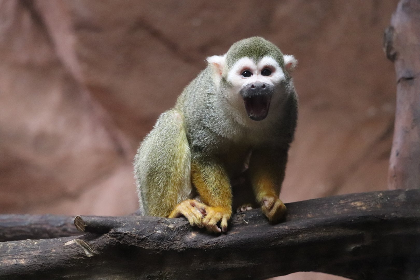 Conservation Outpost - Squirrel Monkey