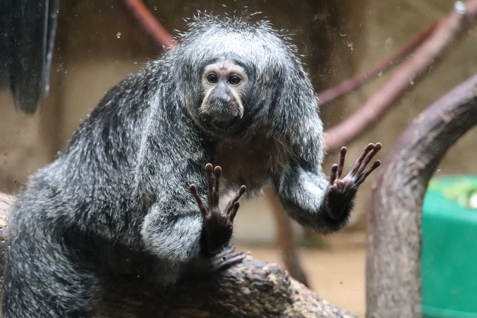 Conservation Outpost - White-Faced Saki Monkey