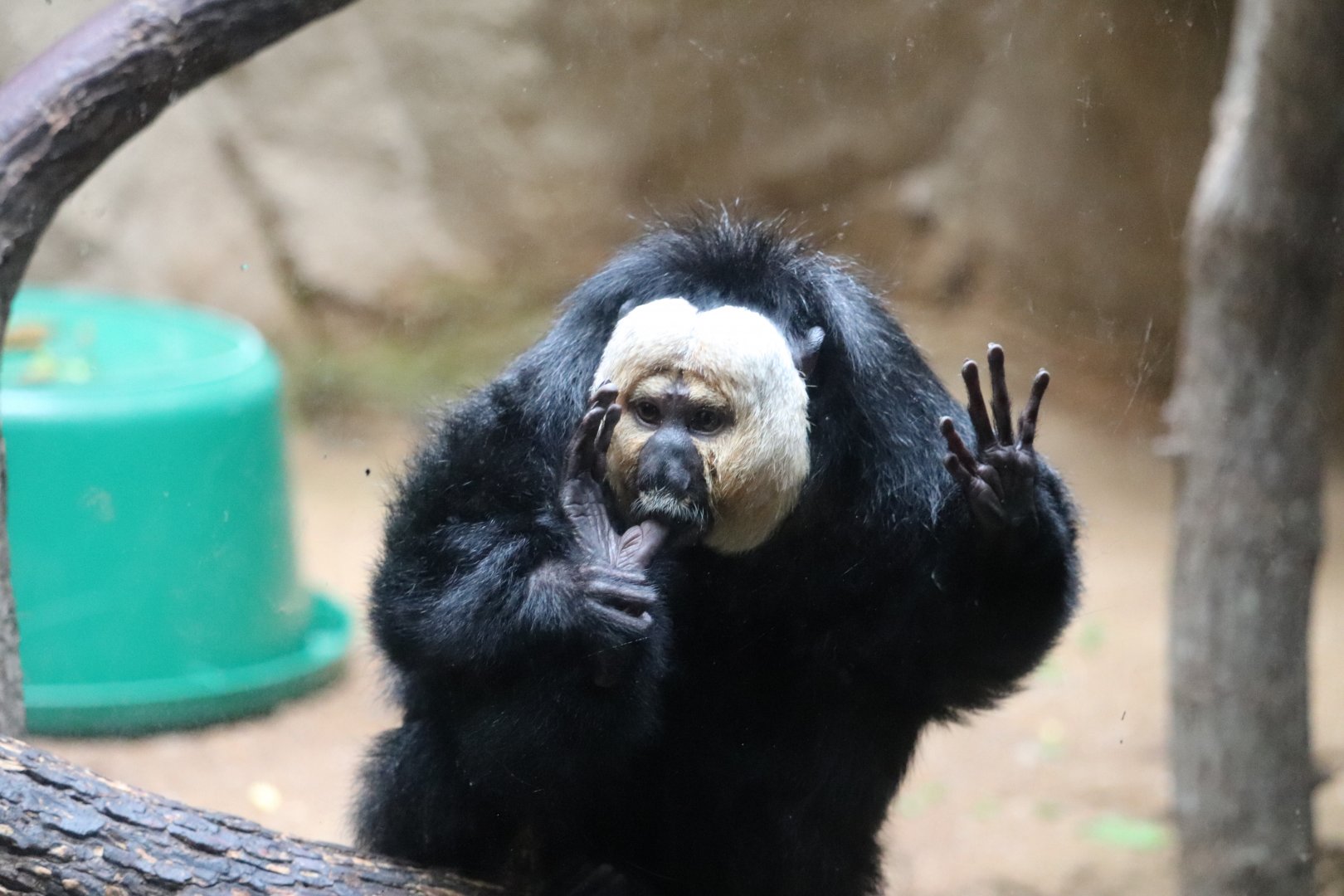 Conservation Outpost - White-Faced Saki Monkey