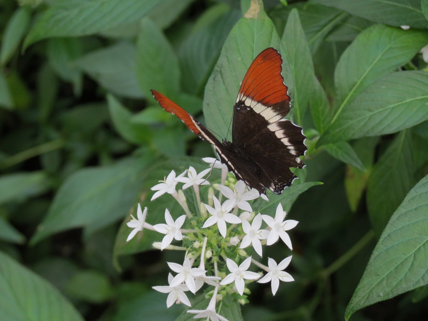 Conservatory - Black And Tan Page