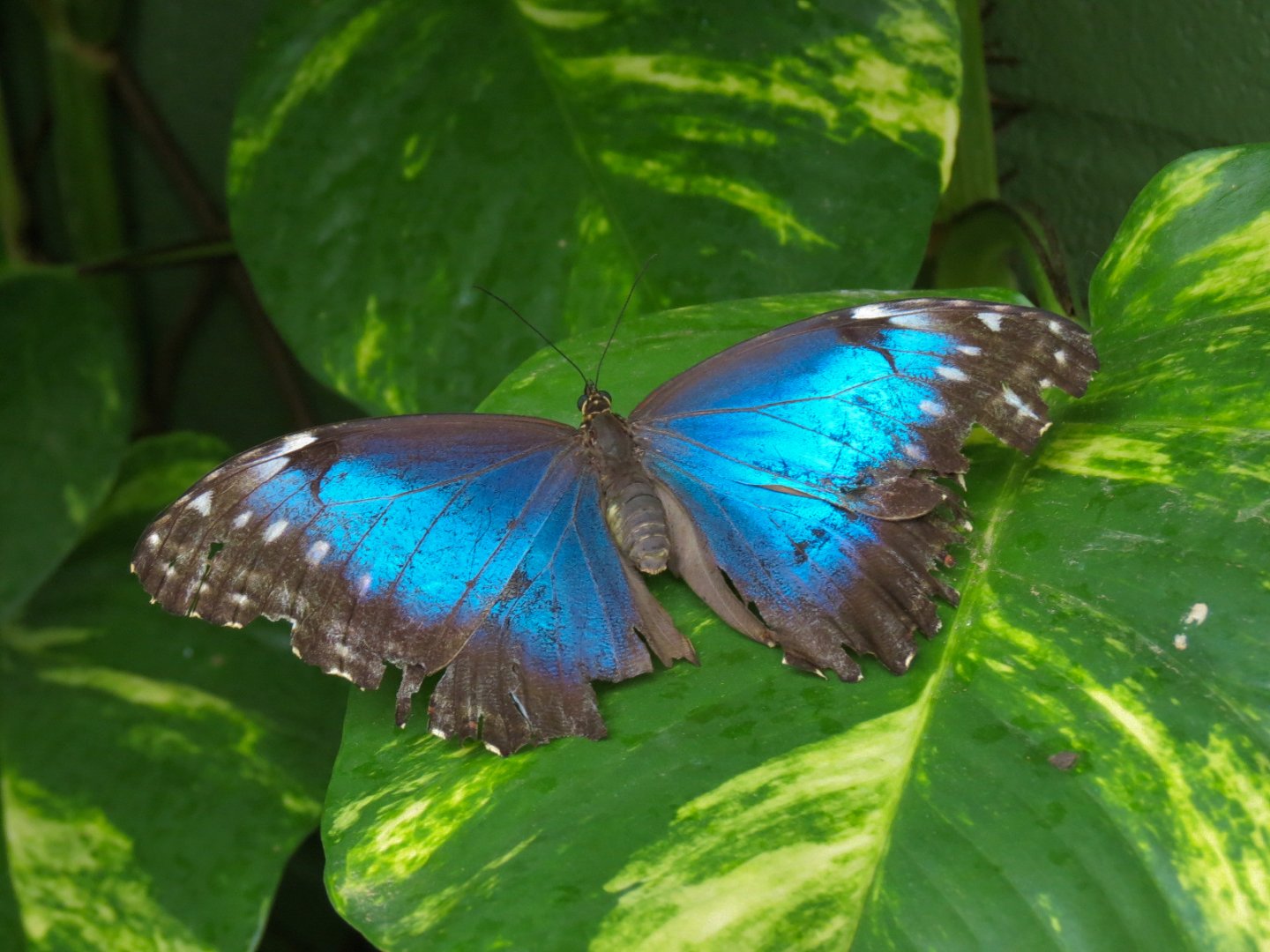 Conservatory - Blue Morpho
