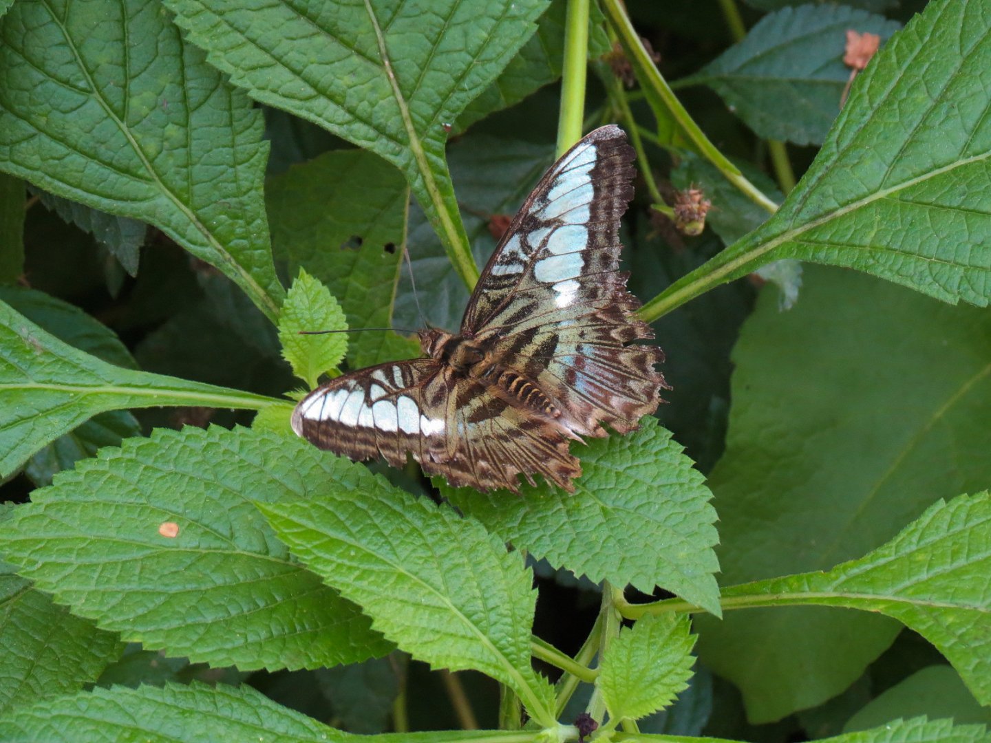 Conservatory - Clipper