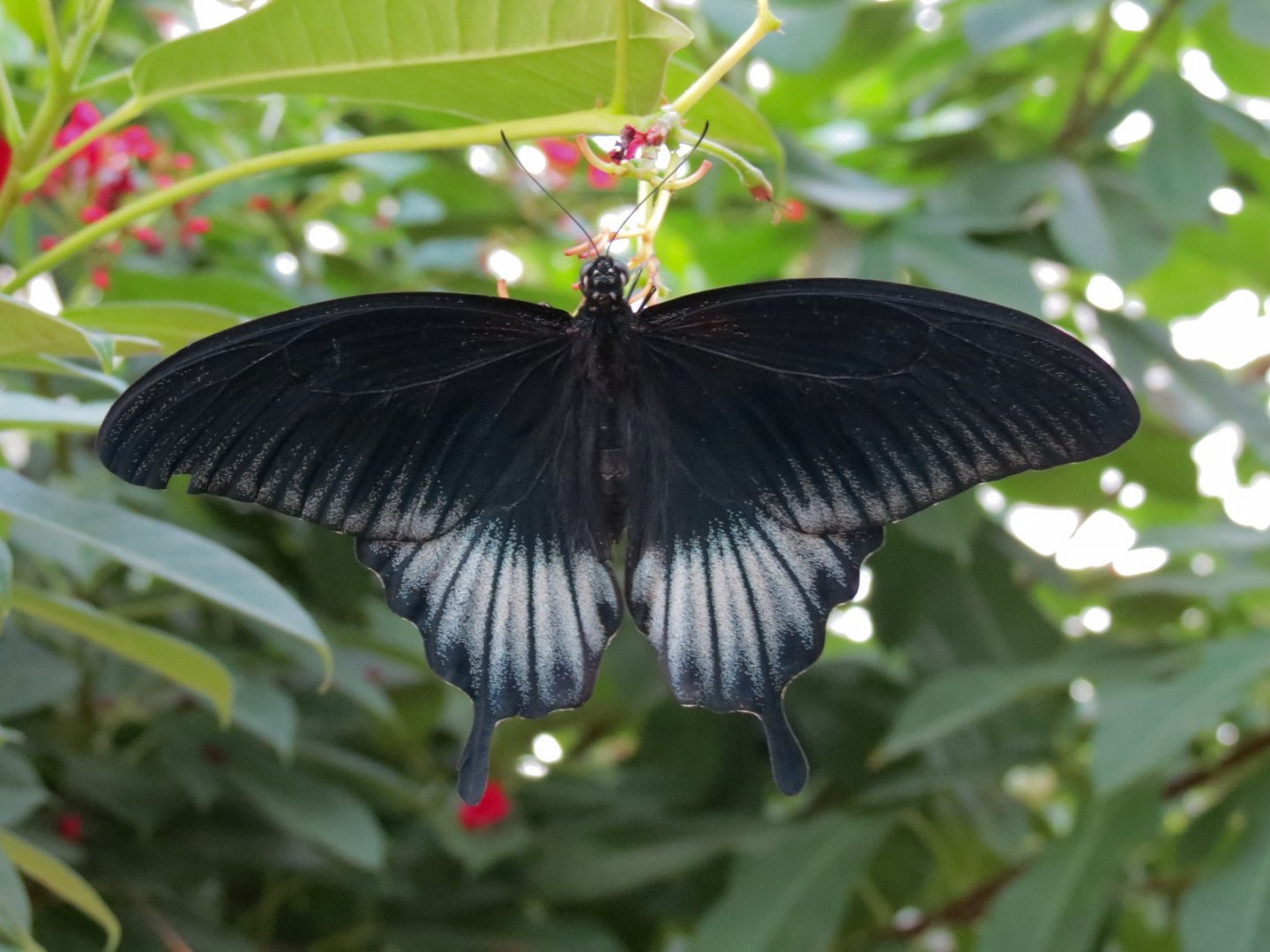 Conservatory - Great Yellow Mormon