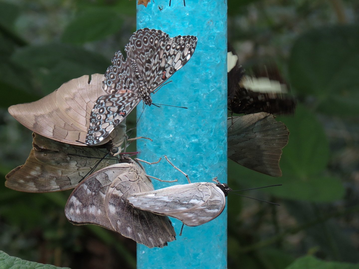 Conservatory - Grey Cracker and Others