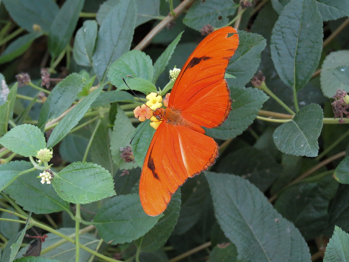 Conservatory - Julia Longwing