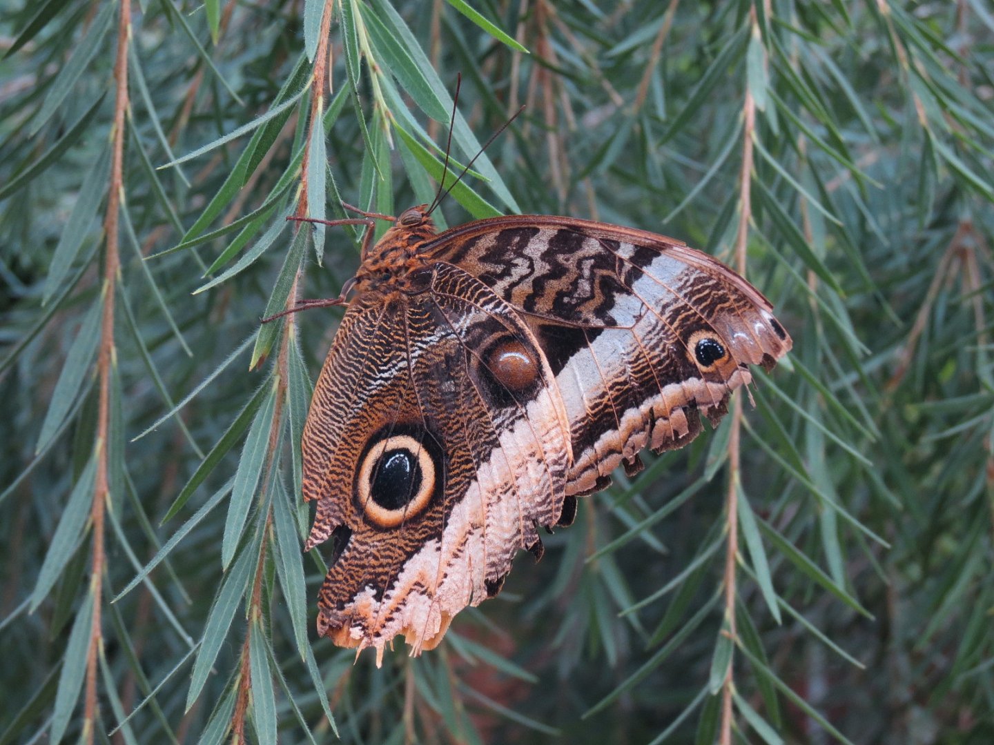 Conservatory - Magnificent Owl