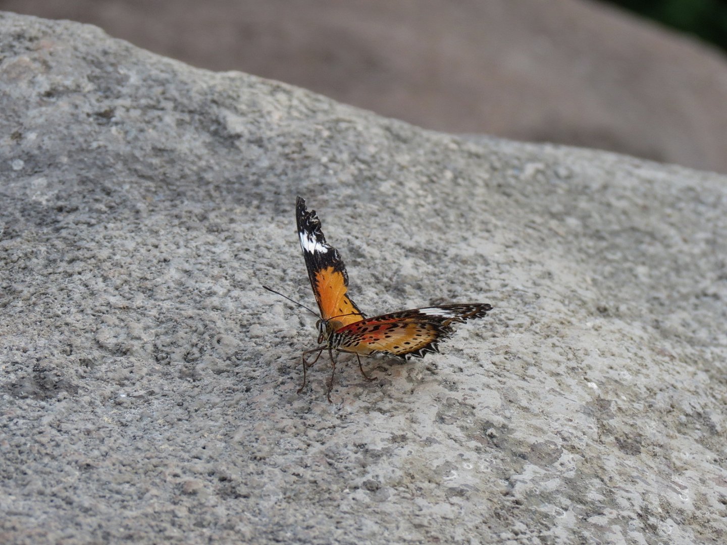 Conservatory - Malay Lacewing