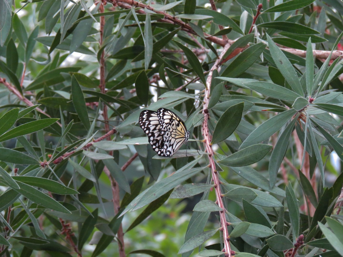 Conservatory - Paper Kite