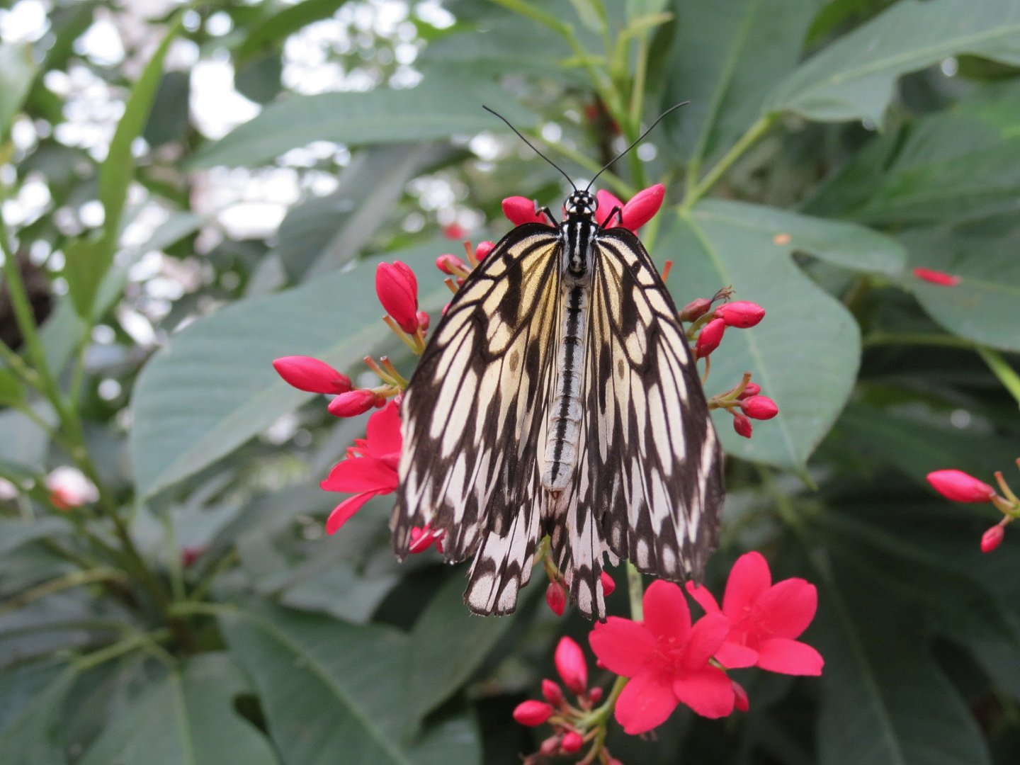 Conservatory - Paper Kite