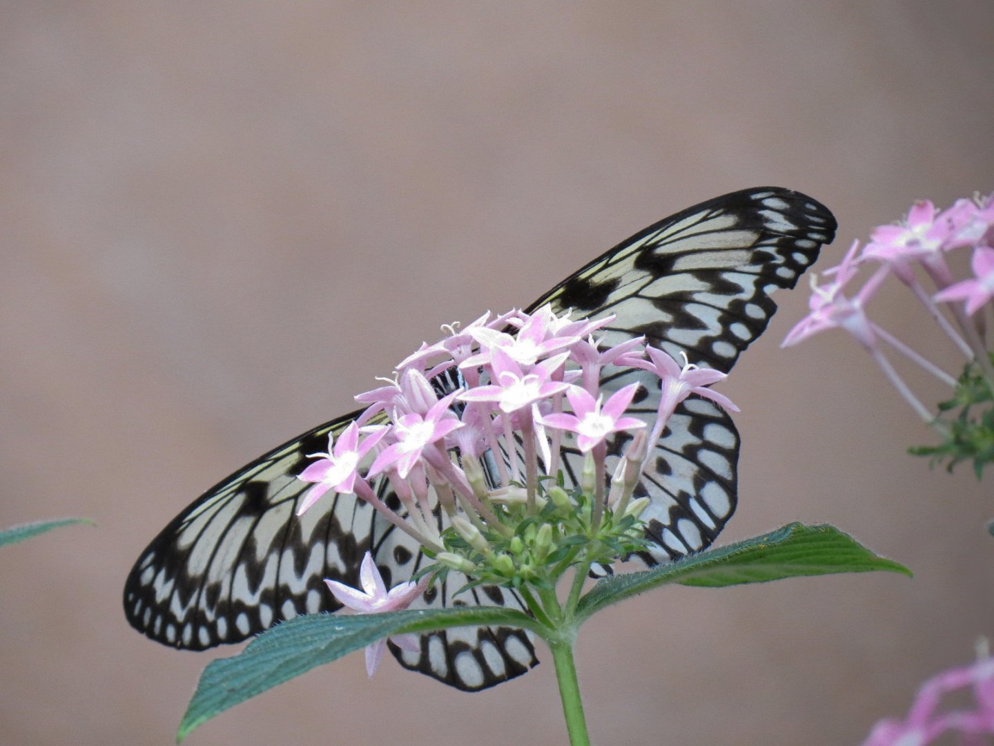 Conservatory - Paper Kite