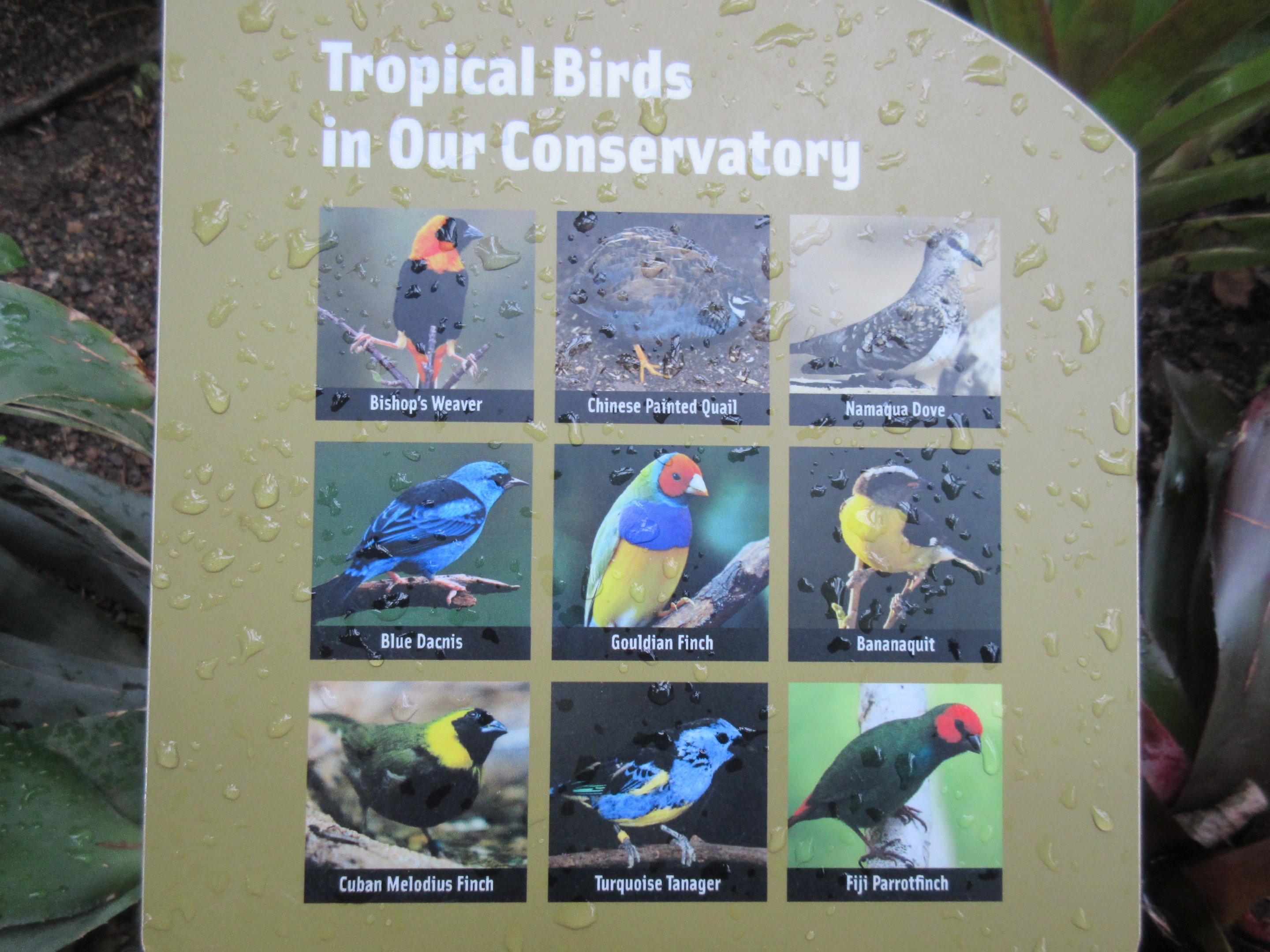 Conservatory - Species List (excl. butterflies)