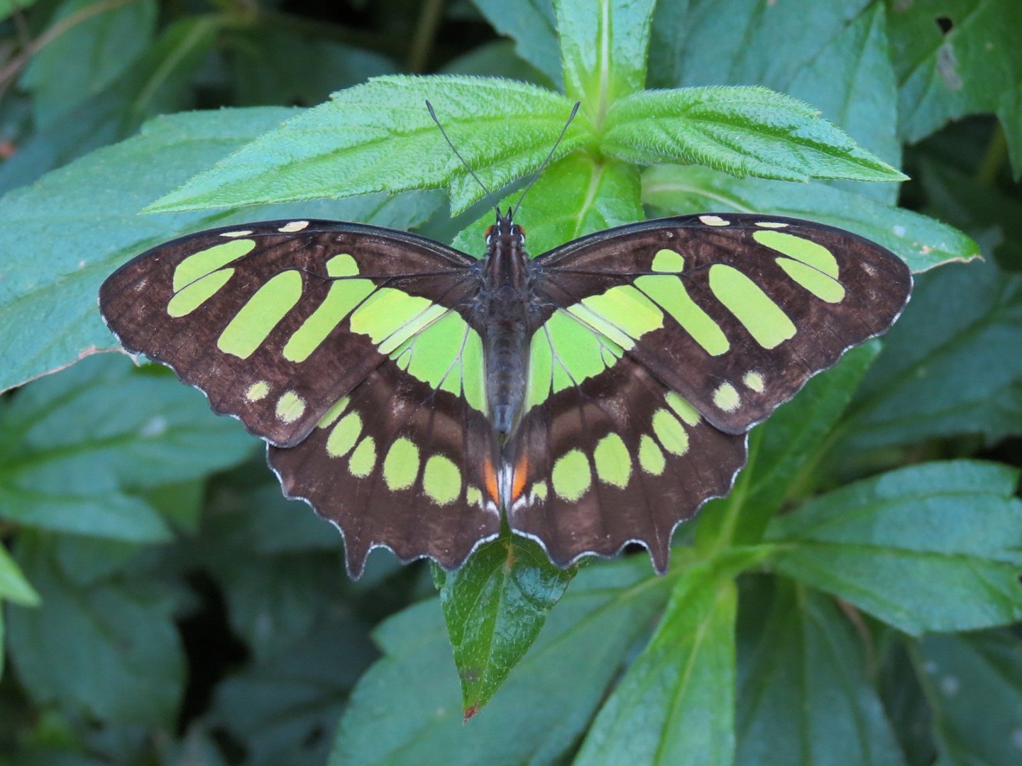 Conservatory - Thoas Swallowtail