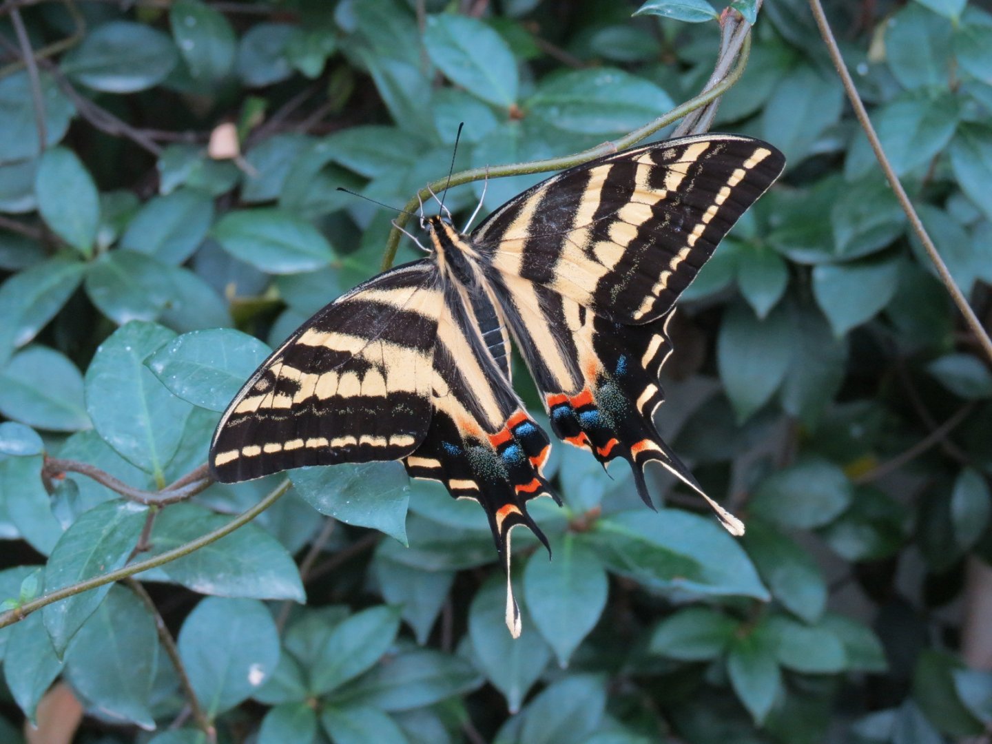 Conservatory - Three Tailed Swallowtail