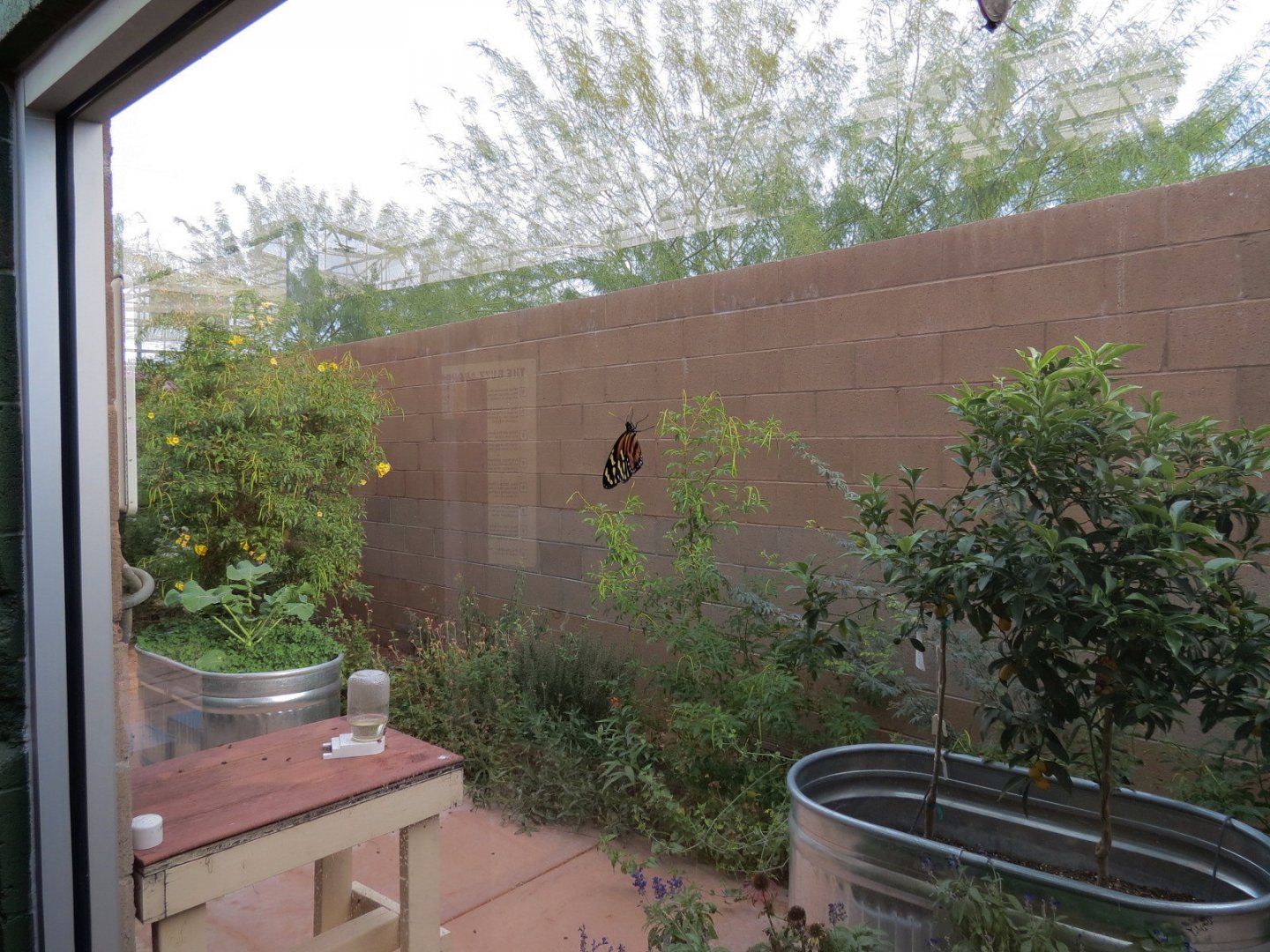 Conservatory - View of Pollinator Paradise Garden