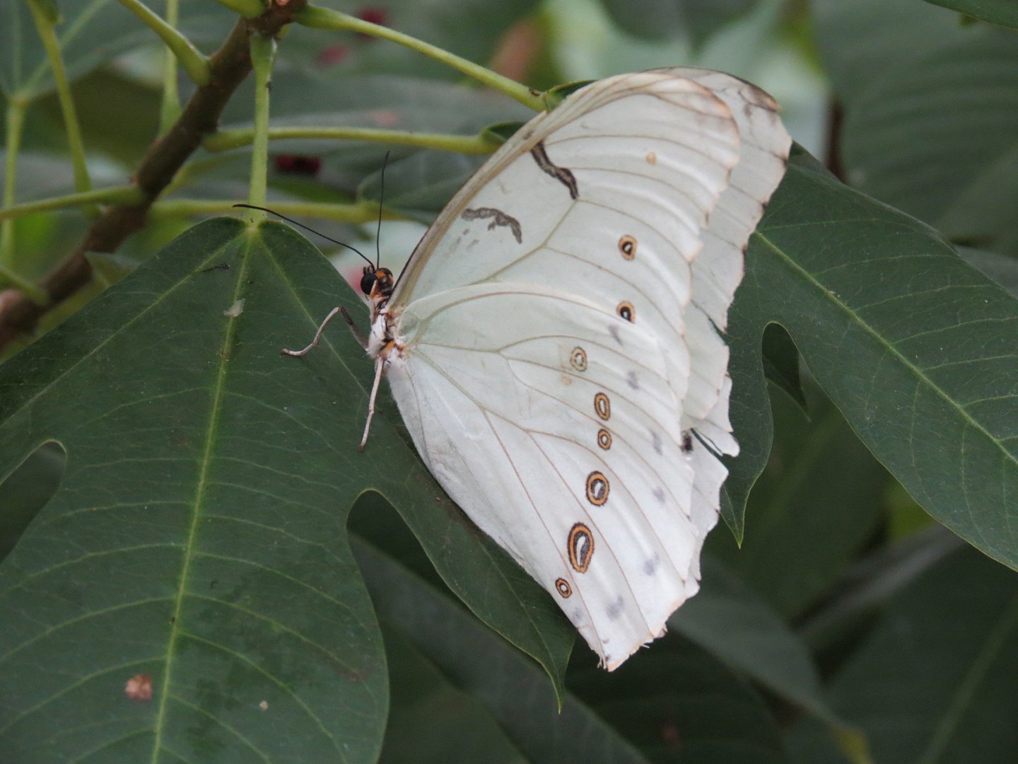 Conservatory - White Morpho