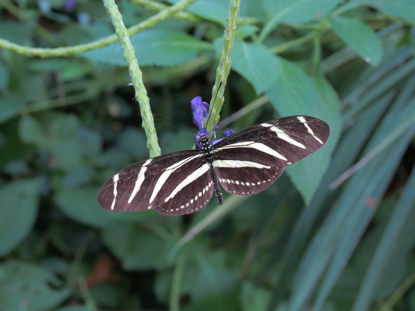 Conservatory - Zebra Longwing