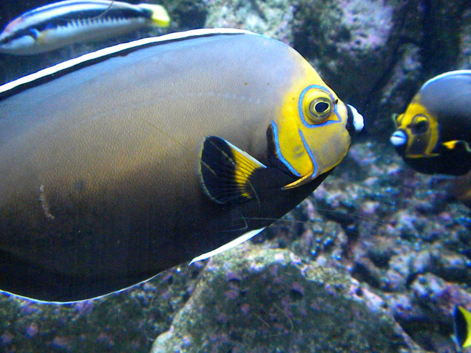 Conspicious Angelfish
