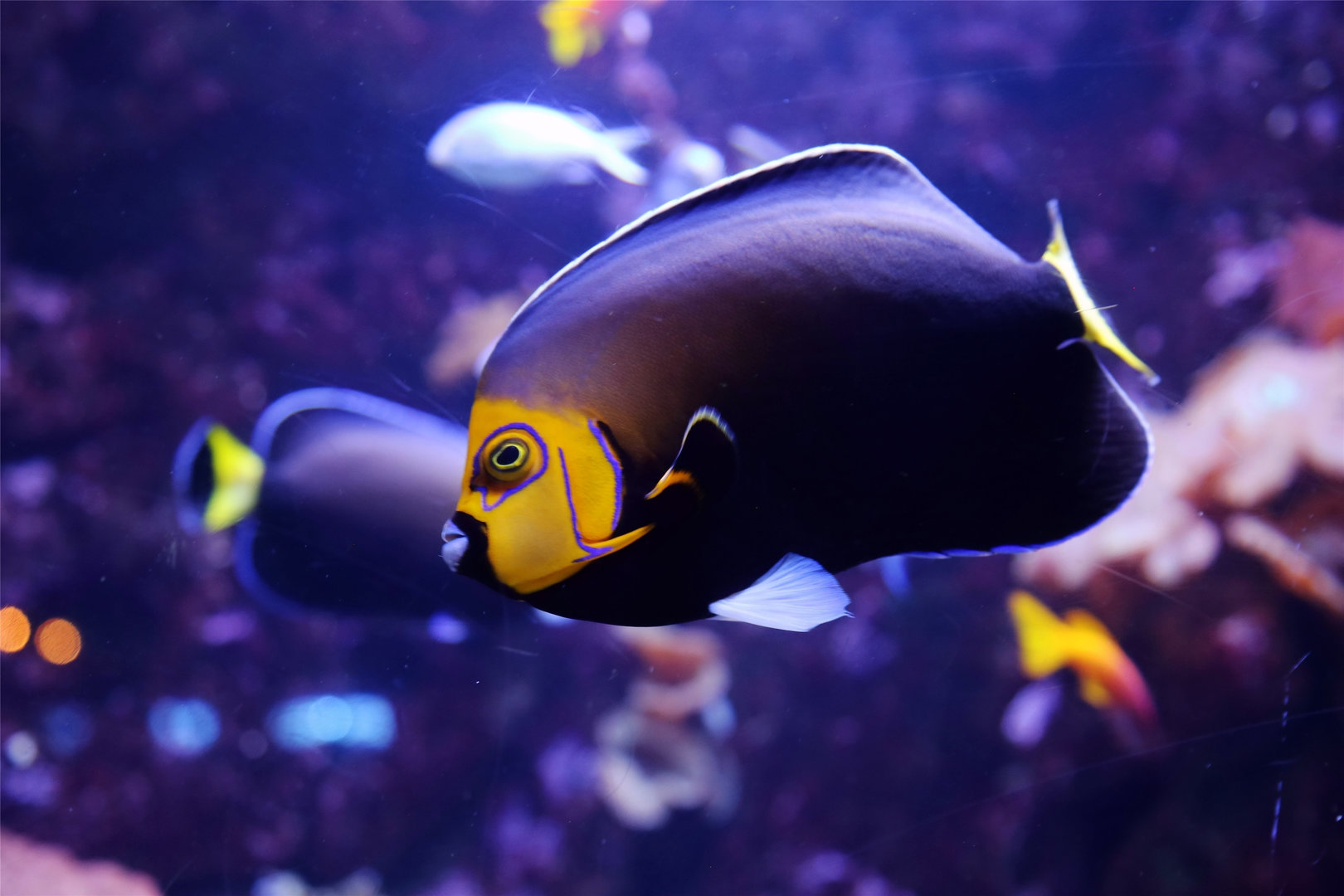 Conspicuous Angelfish (Chaetodontoplus conspicillatus)