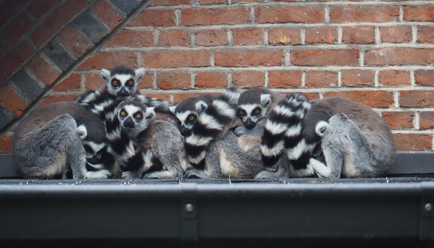 Conspiracy of Ring-tailed lemurs (Lemur catta), 2020-07-14