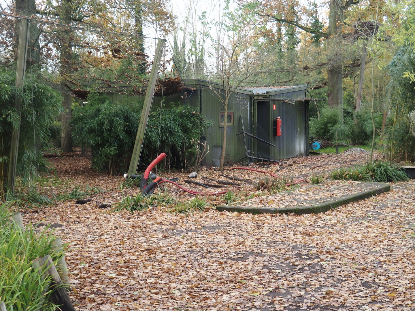 Construction and ground works near Asian aviaries, where train cars used to be, 2024-11-24