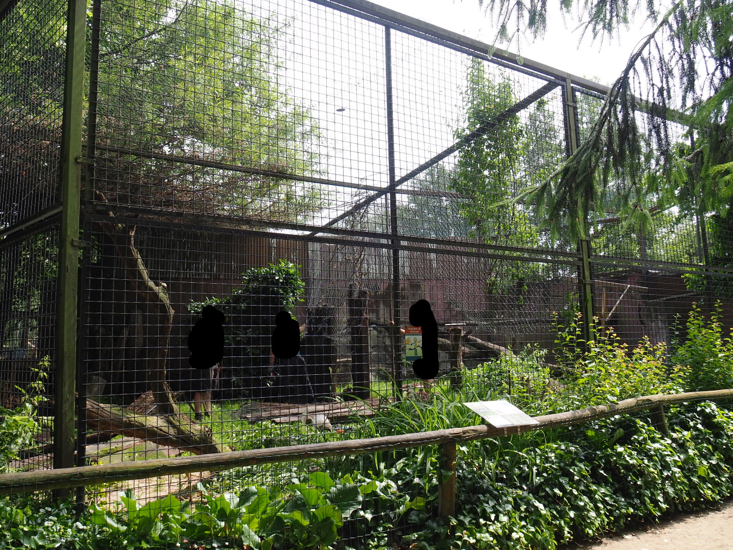 Construction and maintenance work on and near the small cat exhibits, 2021-06-15