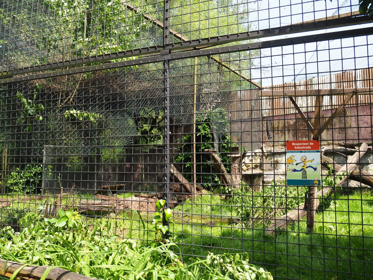 Construction and maintenance work on and near the small cat exhibits, 2021-06-15