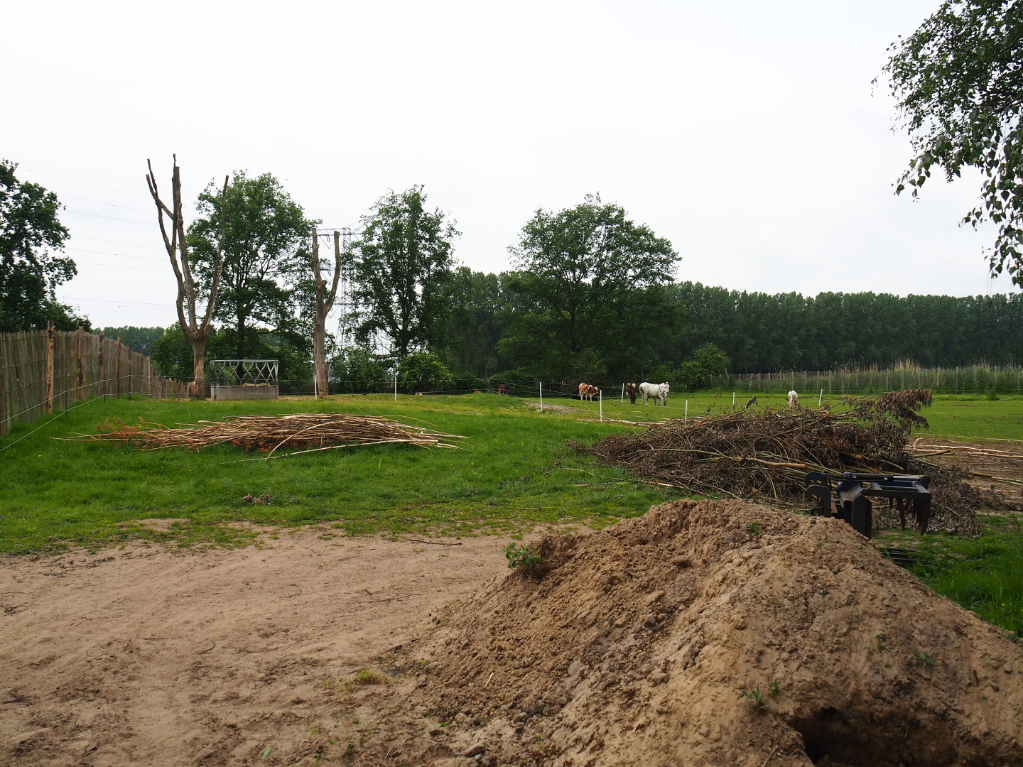 Construction area and Dwarf zebu - Miniature donkey pasture, 2019-05-25