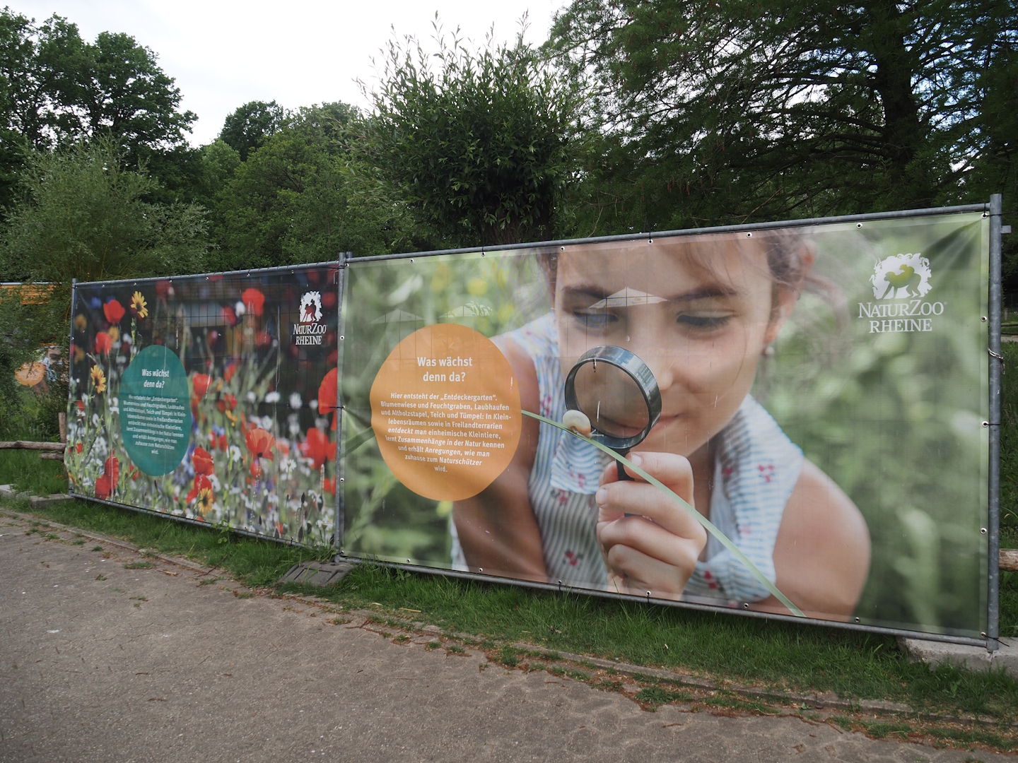 Construction fence signage about the nature exploration garden with outdoor native herp terrariums being constructed, 2025-05-22