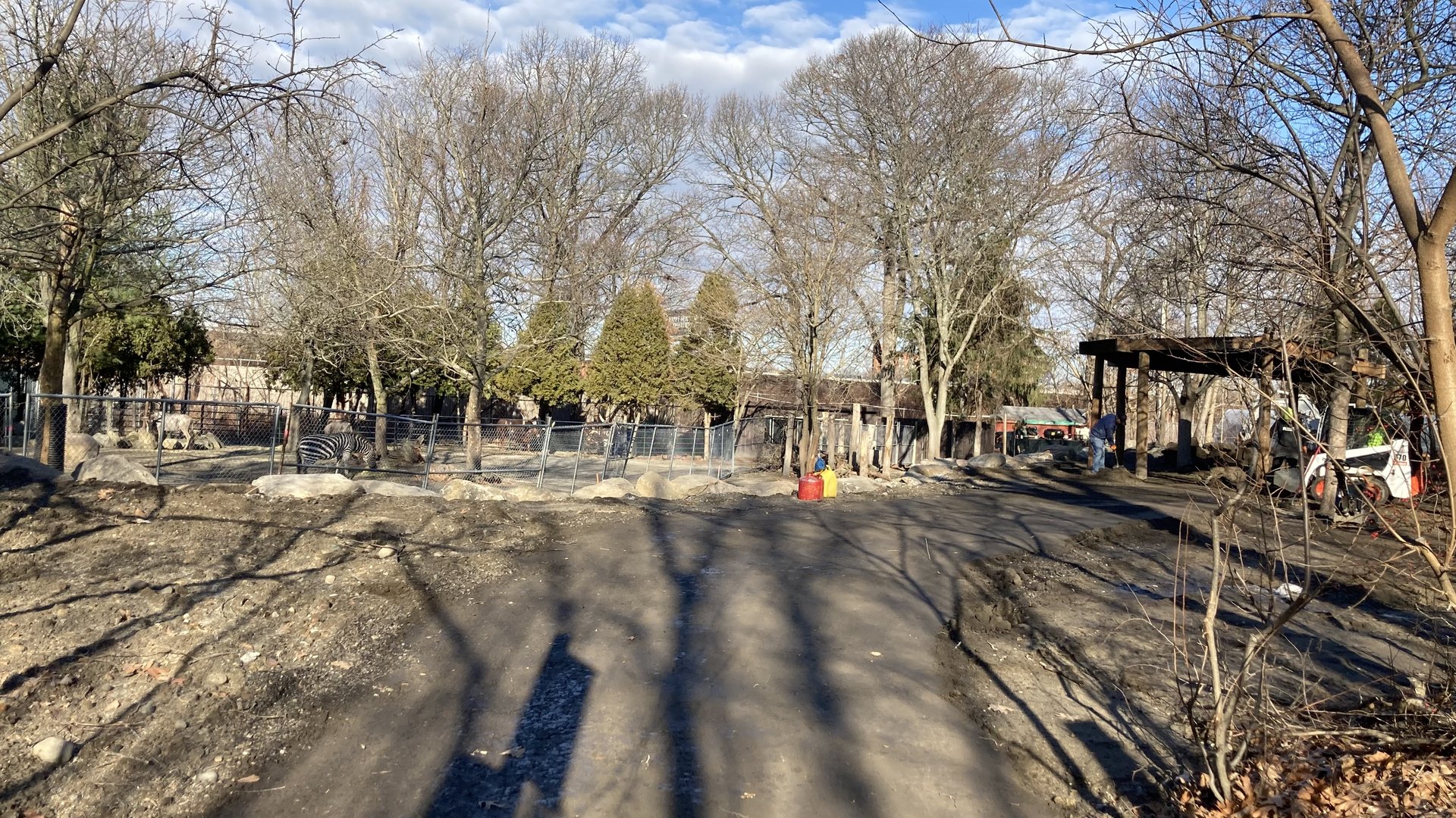 Construction Making Zebra Exhibit Smaller?