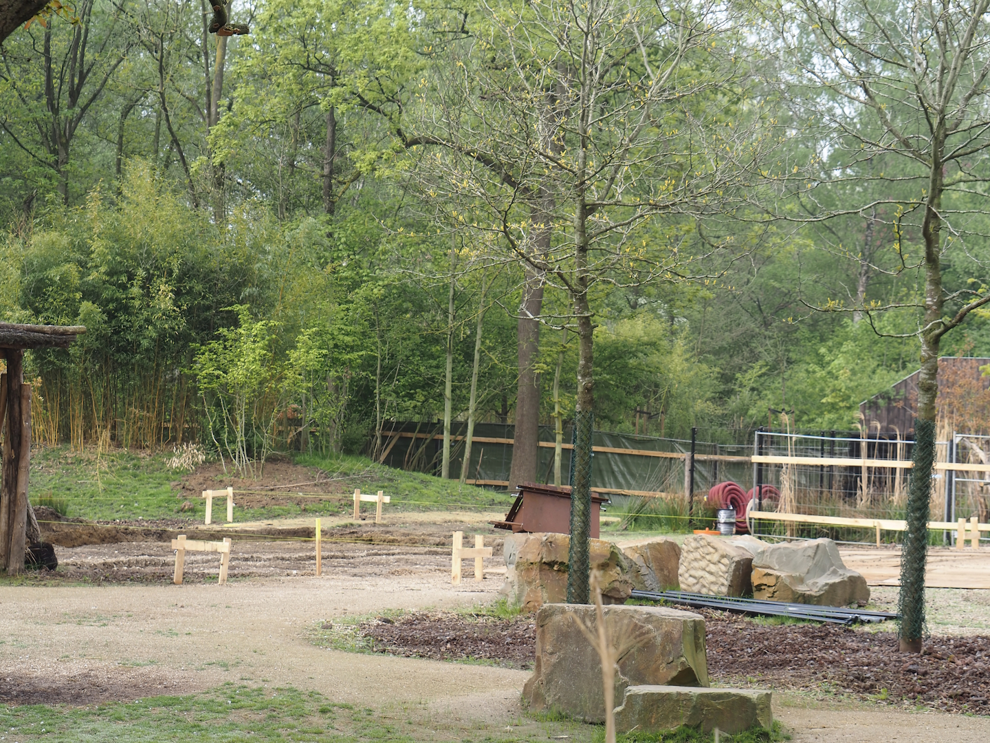 Construction of a new stable for red river hogs between Mountain bongo and Somali wild donkey paddocks, 2025-04-26
