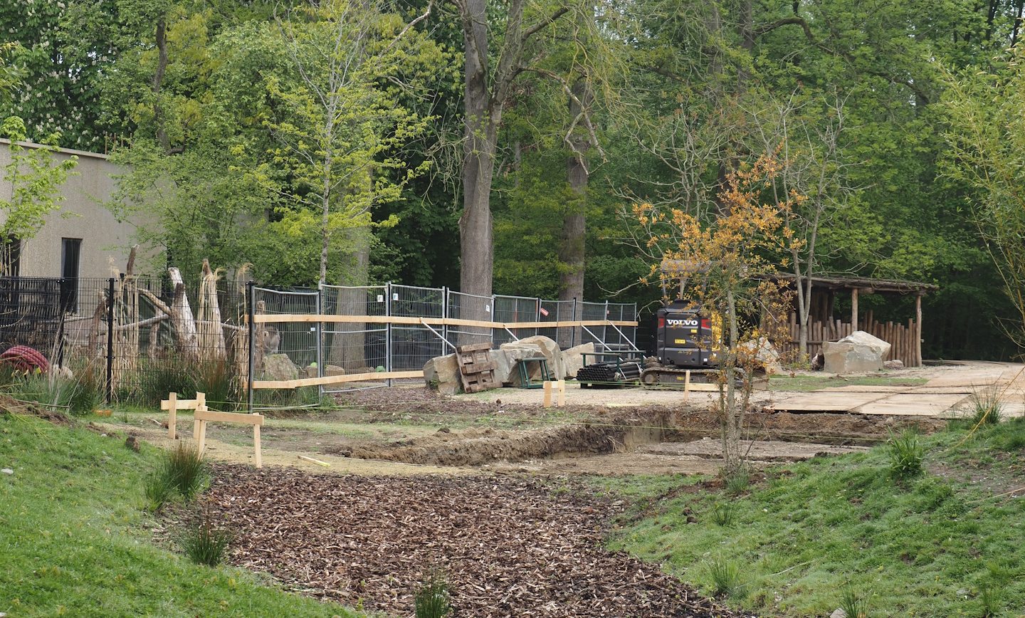 Construction of a new stable for red river hogs between Mountain bongo and Somali wild donkey paddocks, 2025-04-26