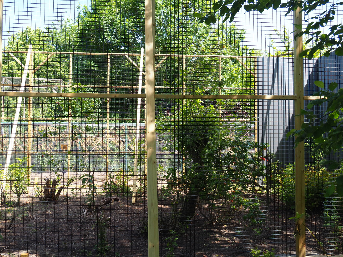 Construction of new aviary, 2019-06-01