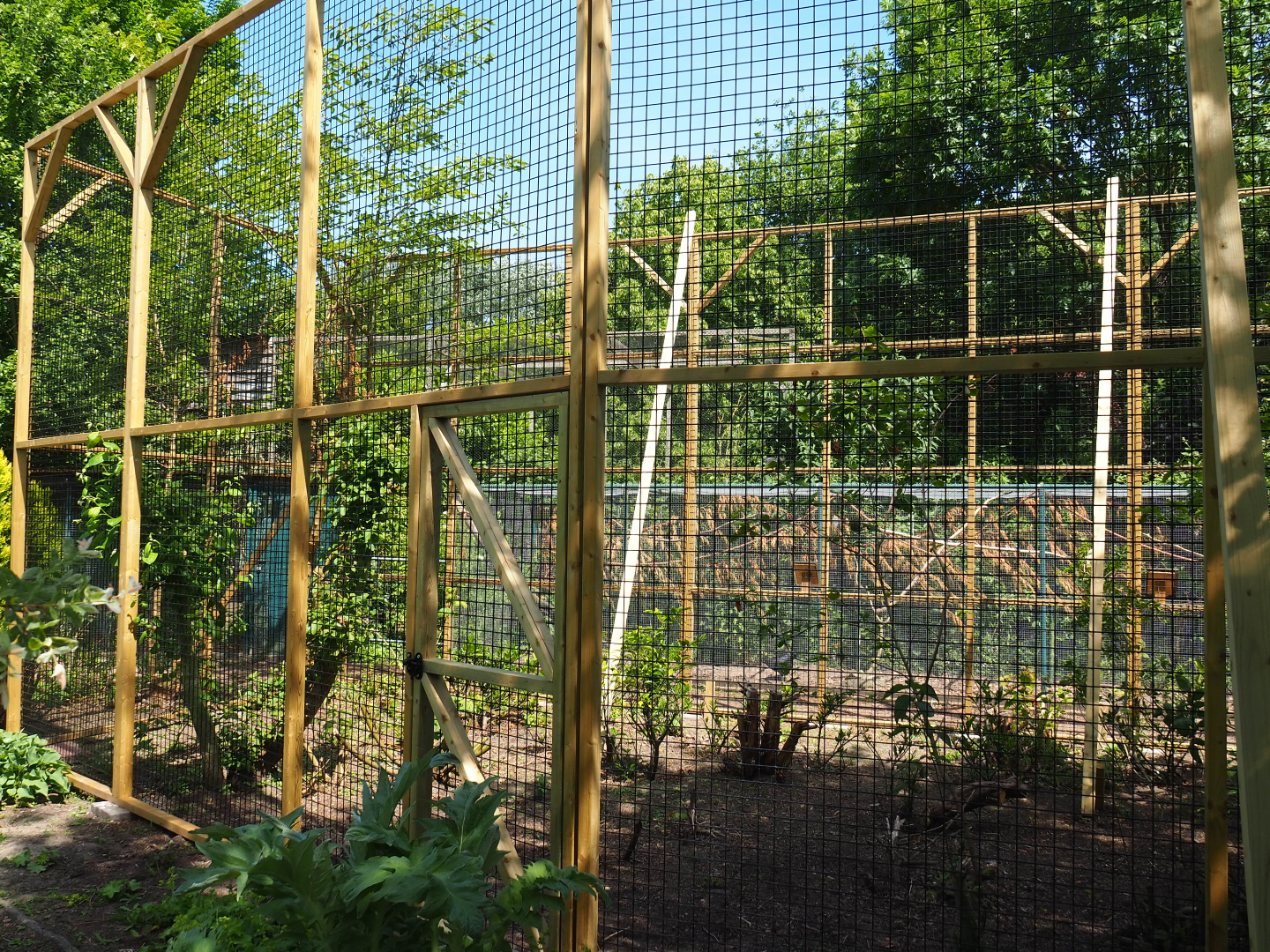 Construction of new aviary, 2019-06-01