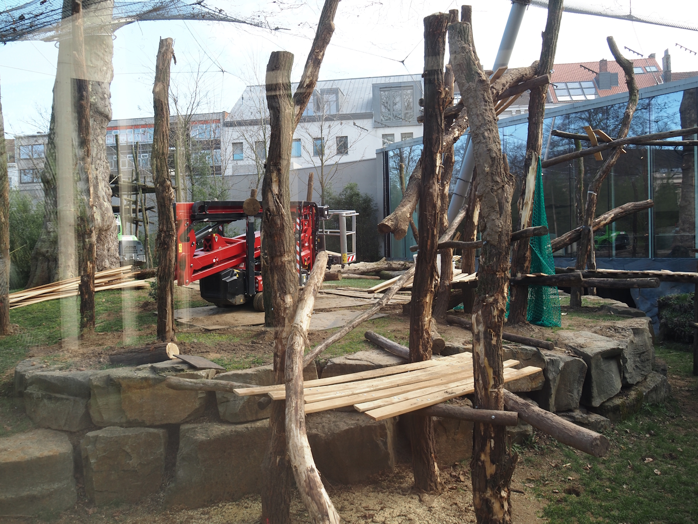 Construction of new climbing structures in gorilla exhibit, 2024-03-09