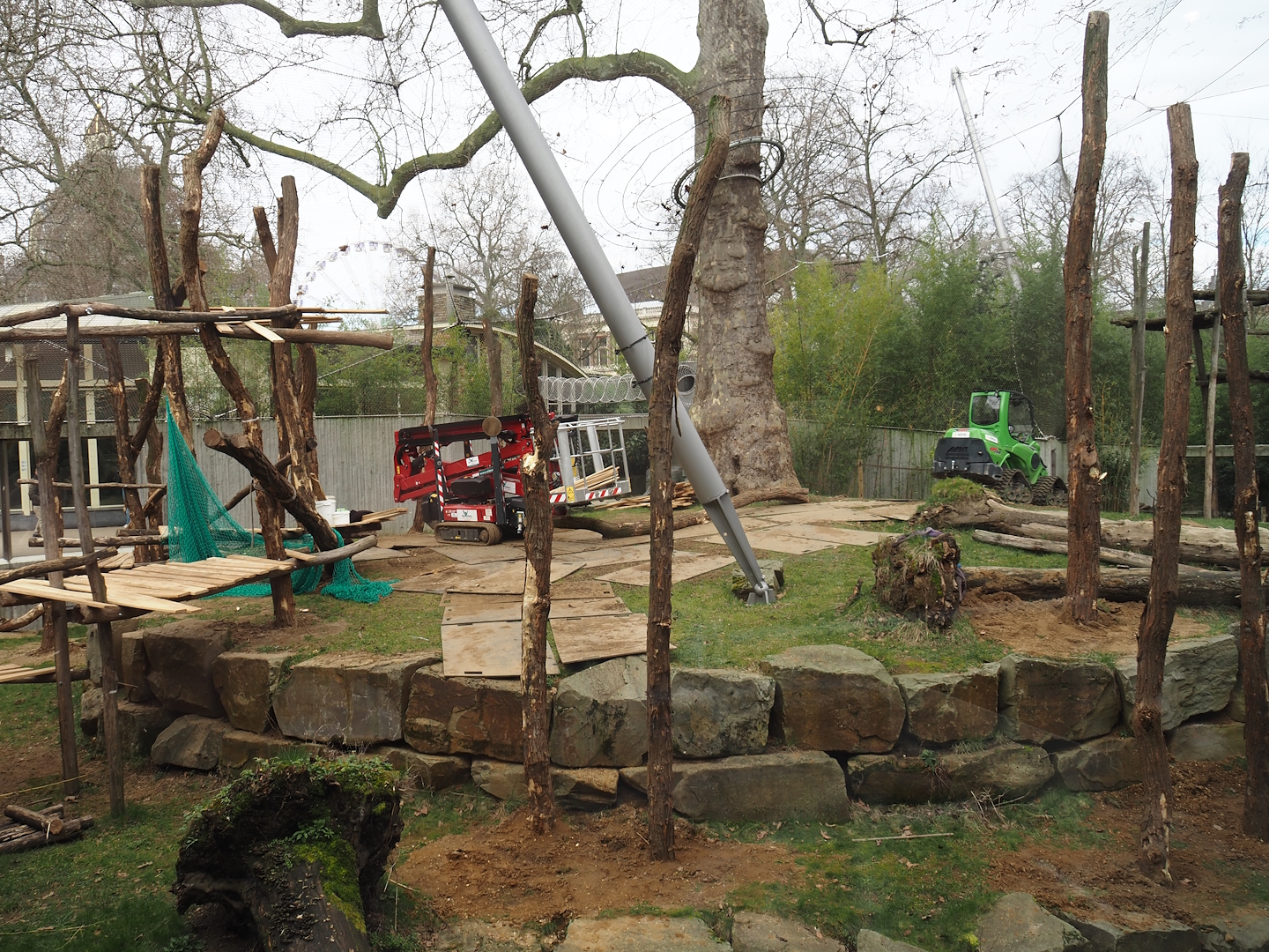 Construction of new climbing structures in gorilla exhibit, 2024-03-09