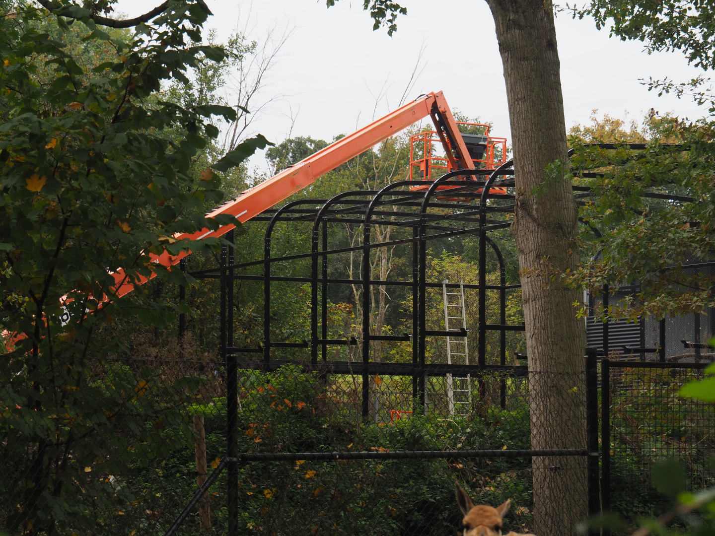Construction of new off-show breeding aviary, 2020-10-19
