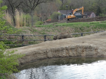 Construction of the Cheetah Exhibit From the Elephant Exhibit