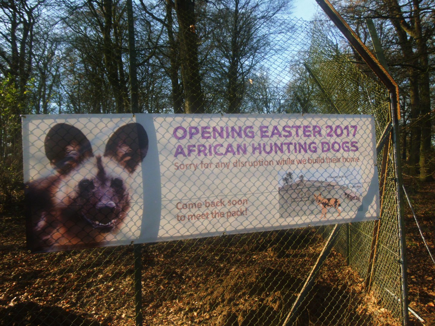 Construction site on the new African Hunting Dogs