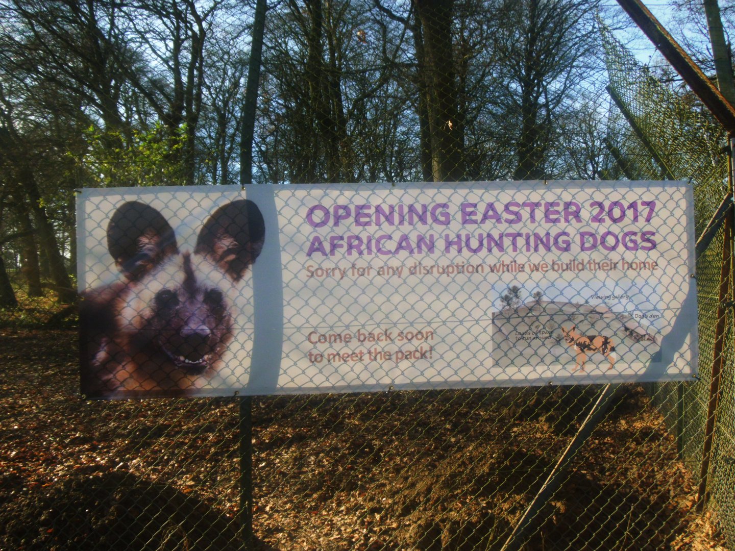 Construction site on the new African Hunting Dogs