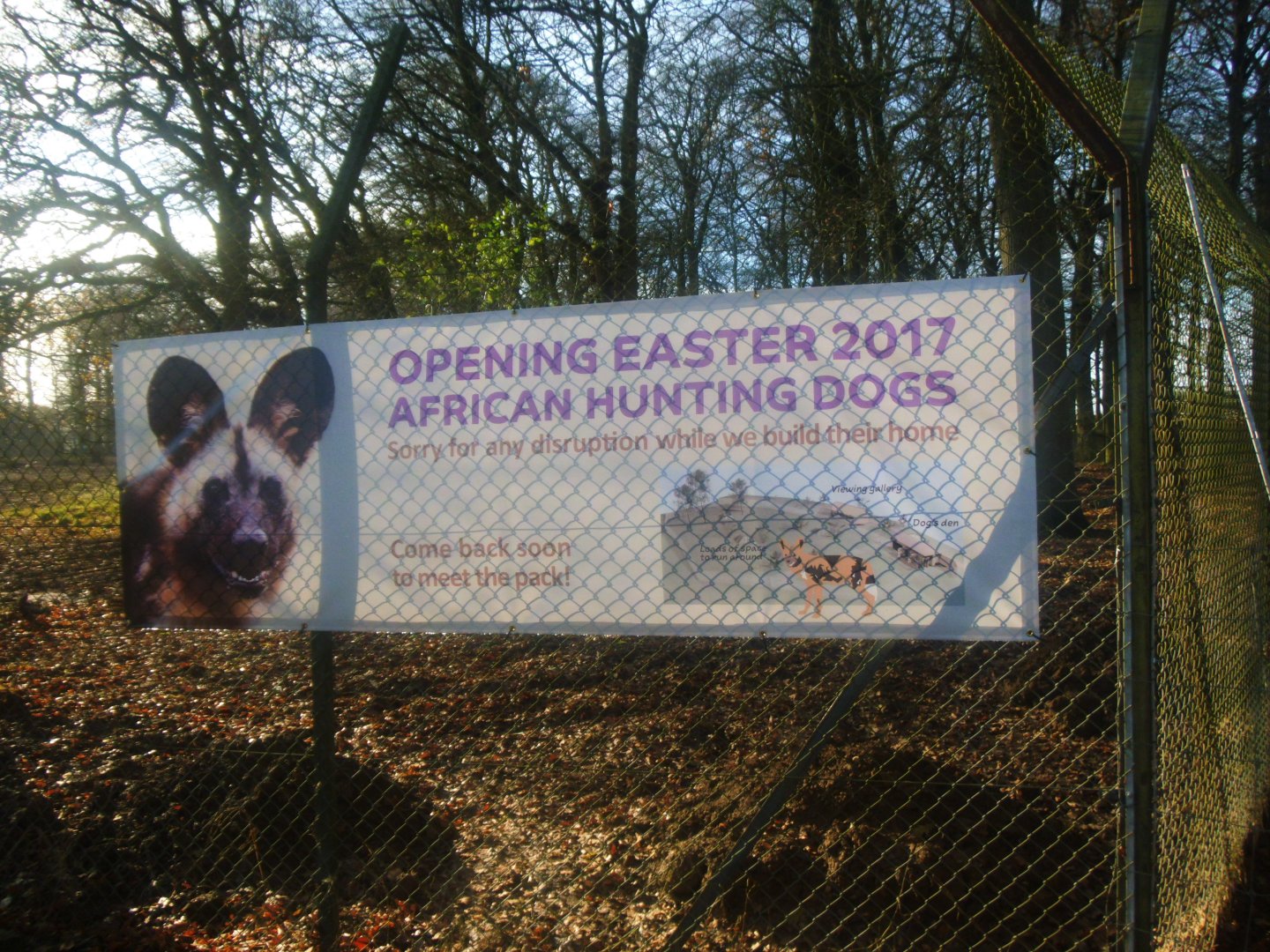 Construction site on the new African Hunting Dogs