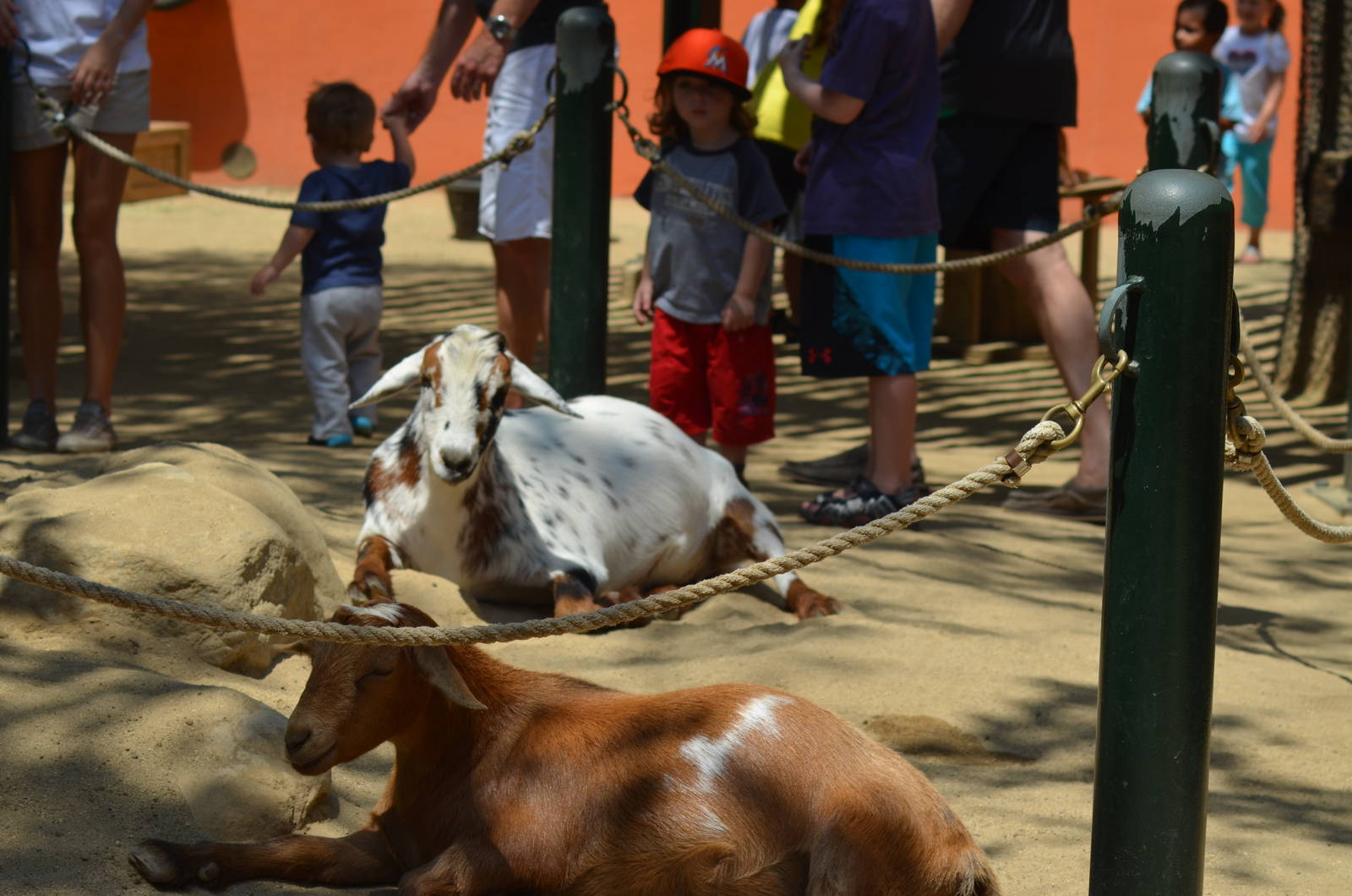 Contact Petting Area