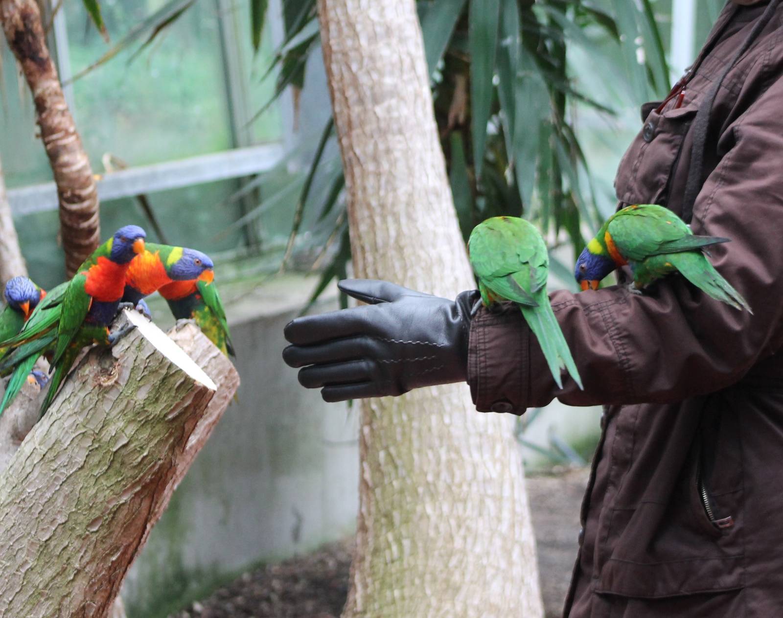 Contact with the Lorikeets