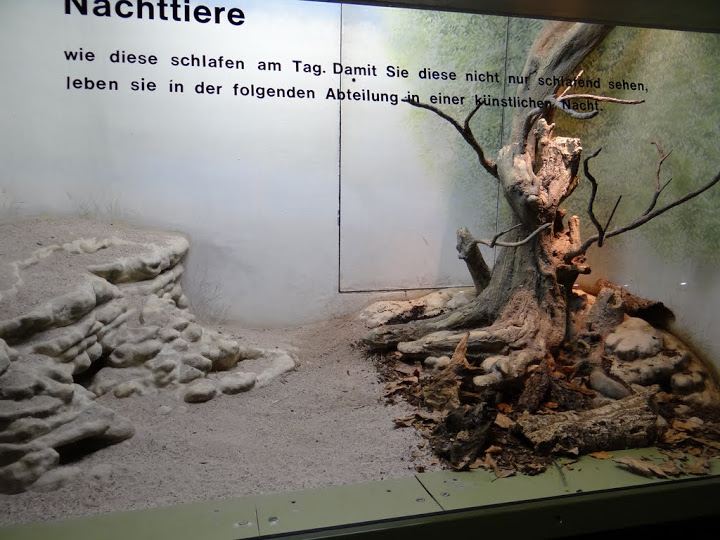 Container of Echinops teifairi