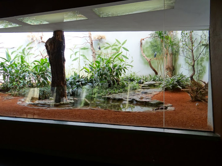 Container of Egretta picta and Pluvianus aegiptus