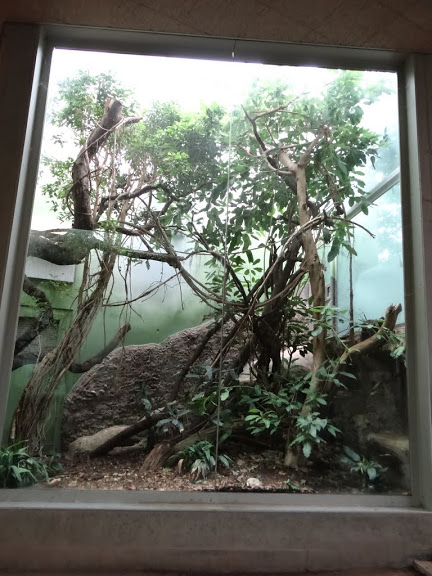 Container of Felis rubiginosus phillipsi