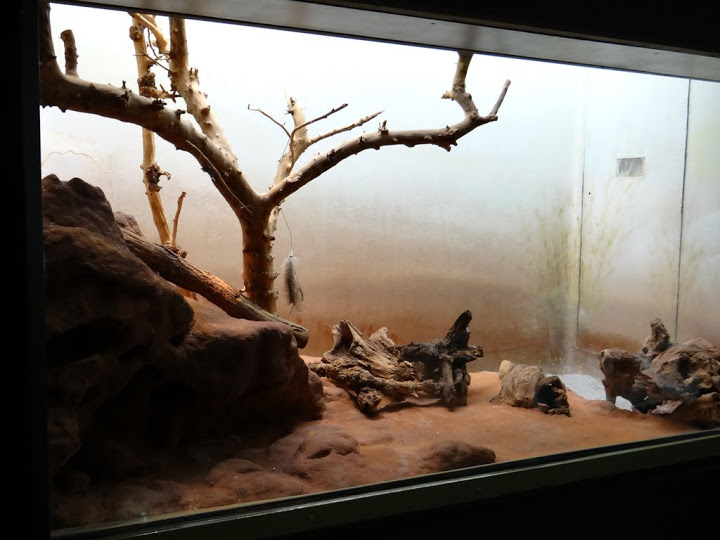 Container of Helogale undulata