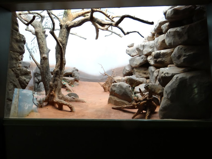 Container of Procavia cavensis