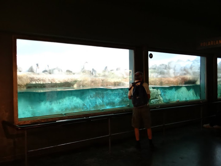 Container of Pygoscelis papua